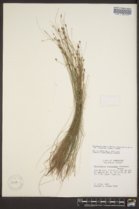 Eleocharis tenuis image