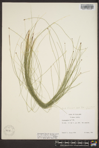 Eleocharis tenuis var. pseudoptera image