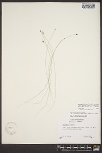Eleocharis tenuis var. pseudoptera image