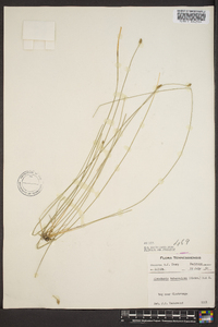 Eleocharis tuberculosa image