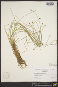 Eleocharis tuberculosa image
