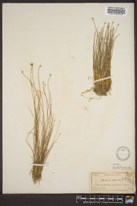 Eleocharis albida image