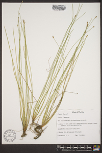 Eleocharis albida image