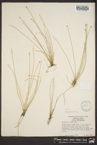 Eleocharis albida image