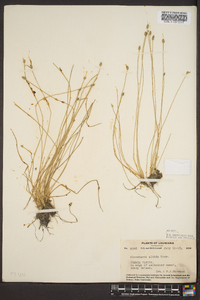 Eleocharis albida image