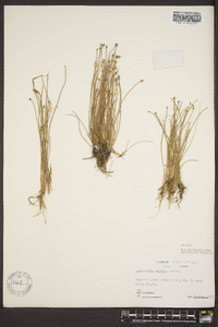 Eleocharis albida image