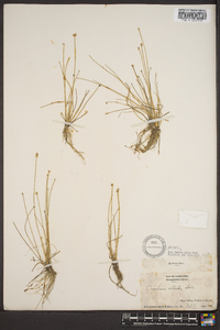 Eleocharis albida image