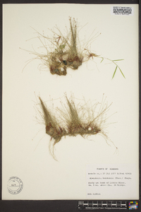 Eleocharis baldwinii image