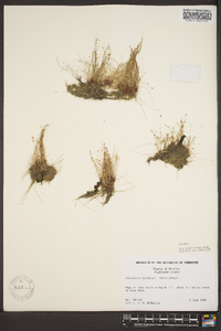 Eleocharis baldwinii image