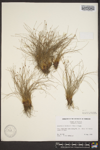 Eleocharis baldwinii image