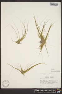 Eleocharis baldwinii image