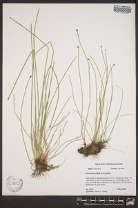 Eleocharis bifida image