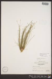 Eleocharis brittonii image