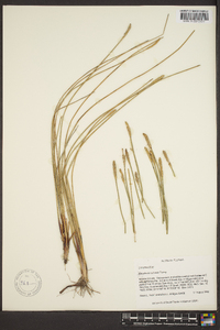 Eleocharis cellulosa image