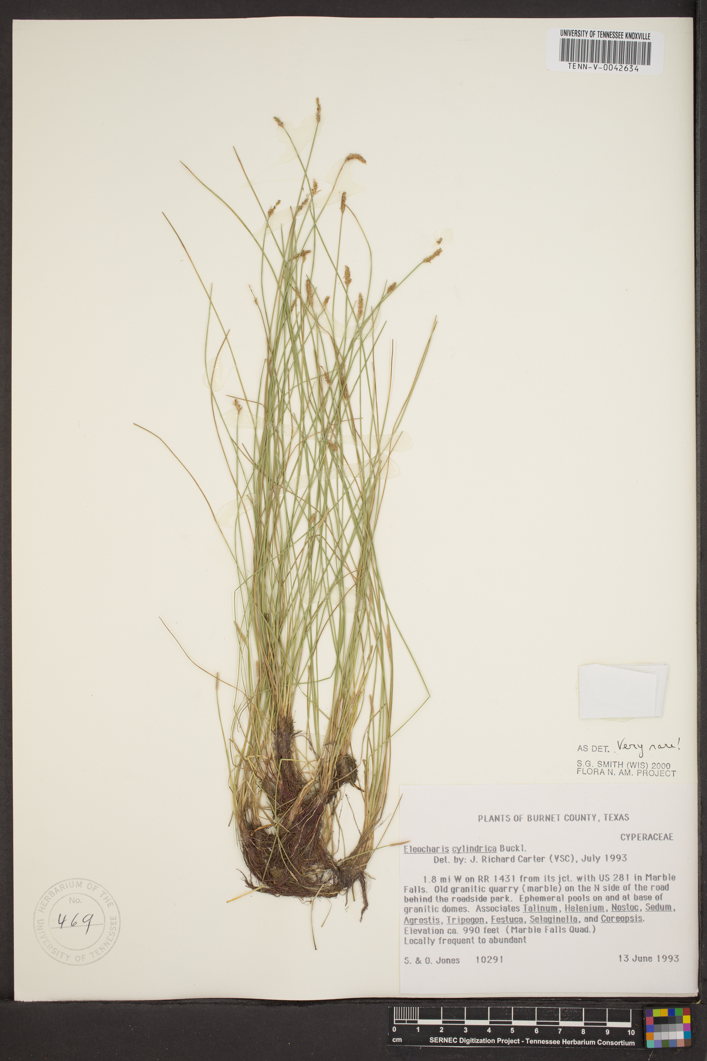 Eleocharis cylindrica image