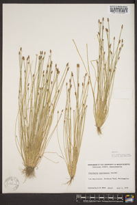 Eleocharis engelmannii image