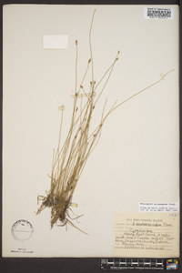 Eleocharis erythropoda image