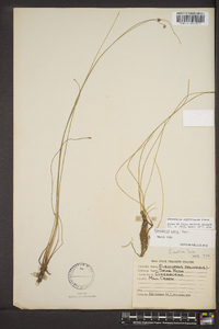 Eleocharis erythropoda image