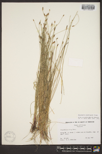 Eleocharis erythropoda image