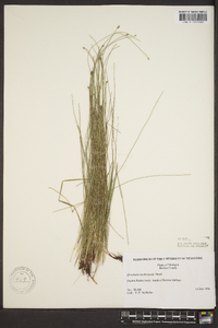 Eleocharis erythropoda image