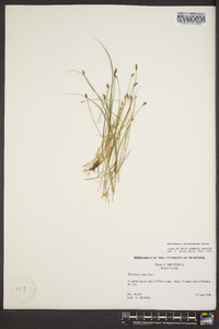 Eleocharis erythropoda image