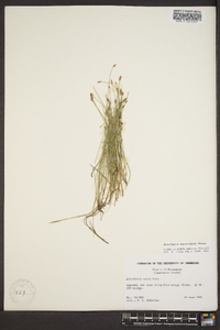 Eleocharis erythropoda image