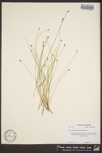 Eleocharis erythropoda image