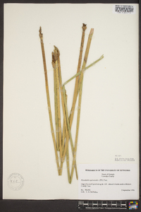 Eleocharis equisetoides image