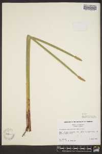 Eleocharis equisetoides image