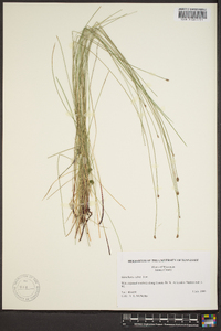 Eleocharis equisetoides image