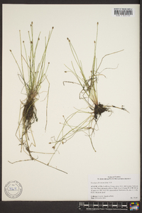 Eleocharis flavescens image