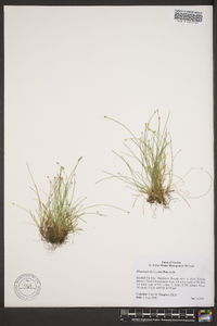 Eleocharis flavescens image