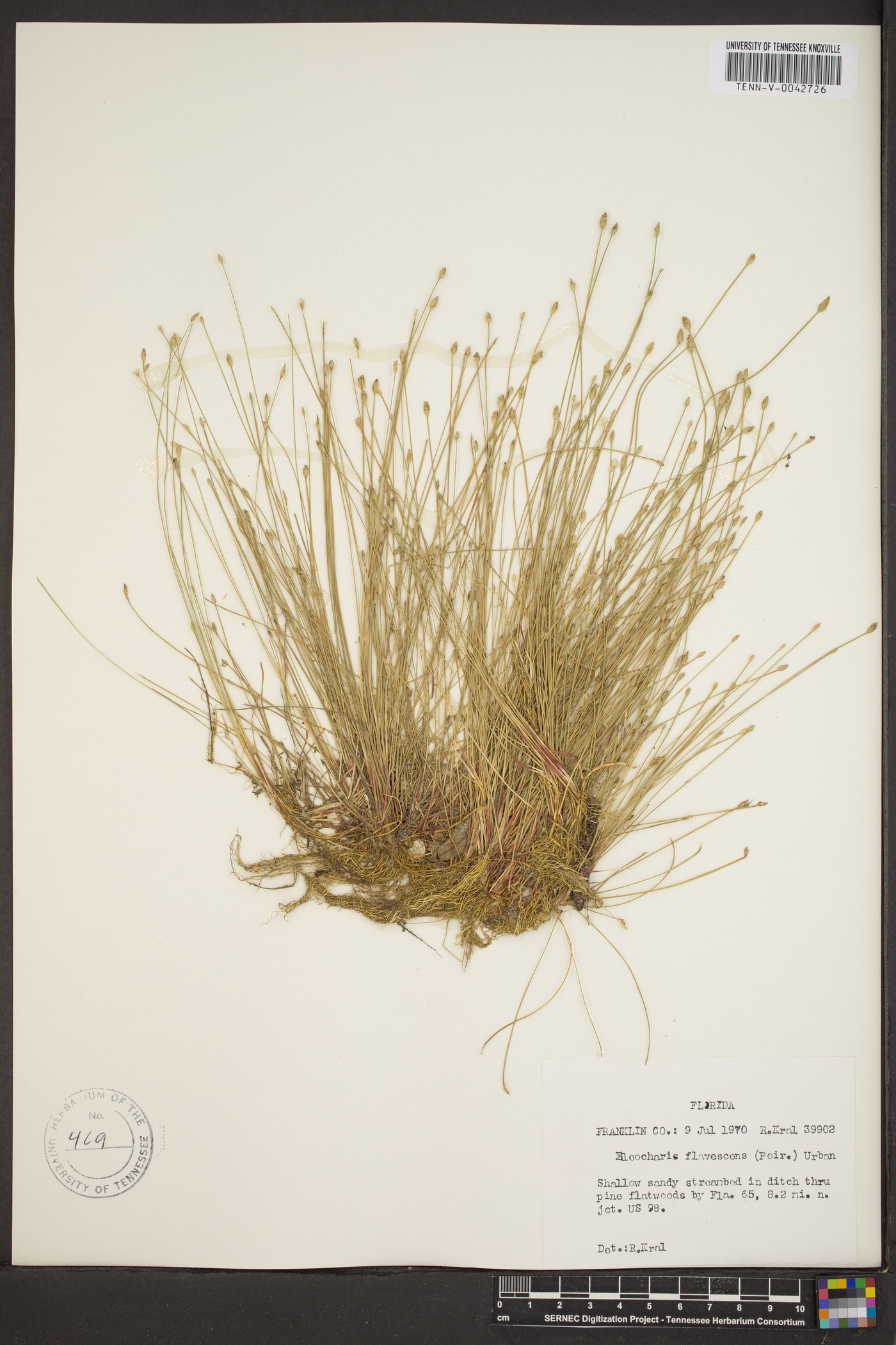 Eleocharis olivacea var. olivacea image