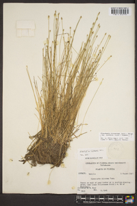 Eleocharis olivacea image