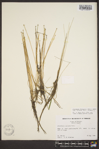 Eleocharis flavescens image