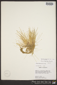 Eleocharis flavescens image