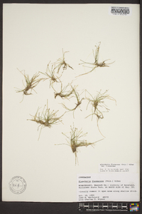 Eleocharis flavescens image