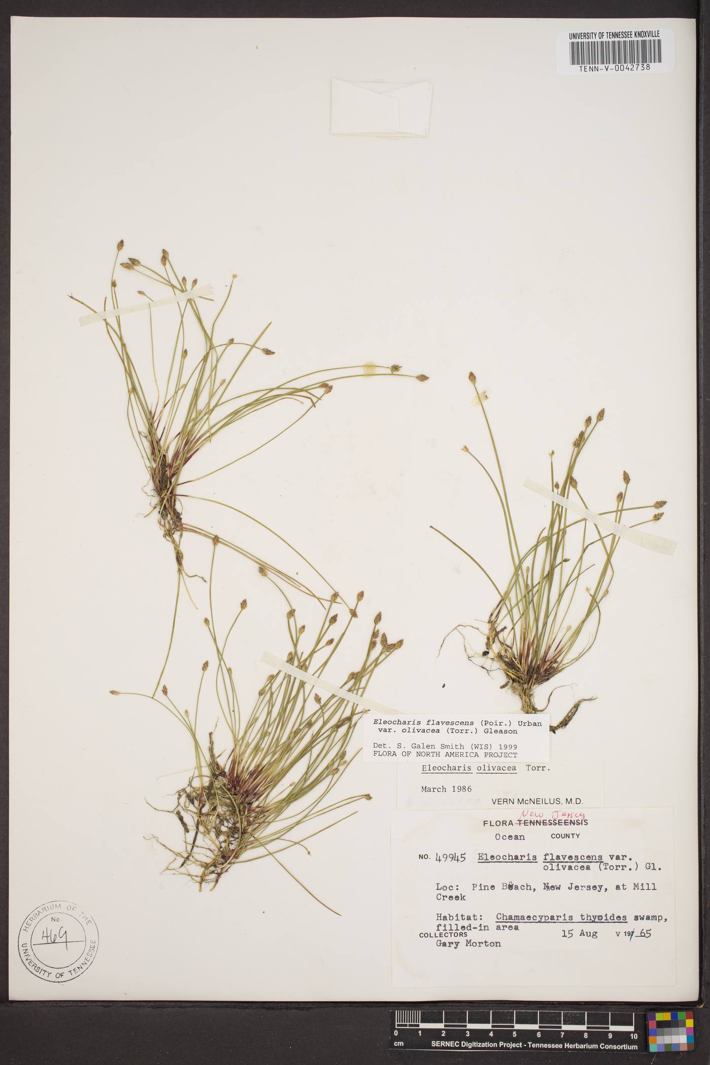 Eleocharis olivacea var. olivacea image