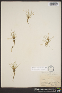 Eleocharis flavescens image