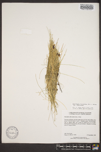 Eleocharis flavescens image