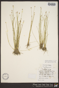 Eleocharis geniculata image