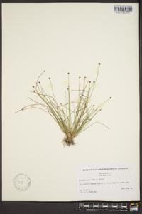 Eleocharis geniculata image