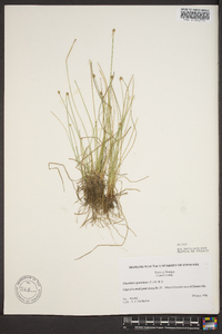 Eleocharis geniculata image