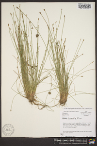 Eleocharis lanceolata image