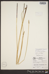 Eleocharis macrostachya image