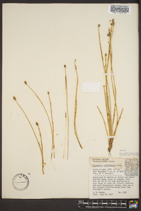 Eleocharis melanocarpa image