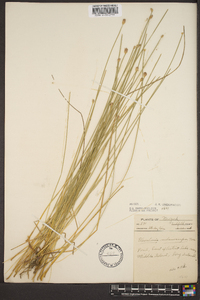 Eleocharis melanocarpa image