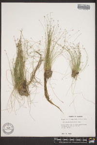 Eleocharis microcarpa image