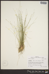 Eleocharis microcarpa image