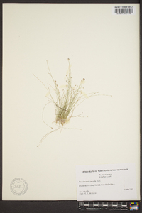 Eleocharis microcarpa image